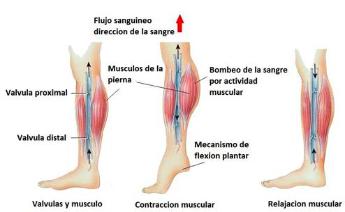 Cómo prevenir varices con los calcetines de compresión de bambú INDESmed